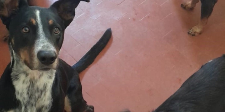 Campanha Solidária em Campinas é criada para ajudar 14 cachorros e sua tutora