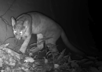 Filhote de onça-parda de 5 meses é flagrado na Mata de Santa Genebra