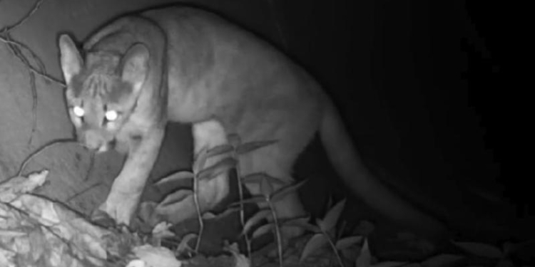 Filhote de onça-parda de 5 meses é flagrado na Mata de Santa Genebra