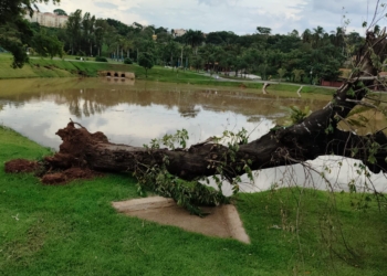 Quedas de quatro árvores fecham Parque das Águas, no Jambeiro
