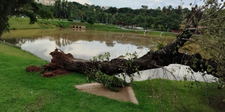 Quedas de quatro árvores fecham Parque das Águas, no Jambeiro