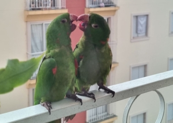 Balanço e tendências, entre medo e (alguma) esperança – por José Pedro Martins