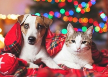 Festas de fim de ano: confira cuidados essenciais para ter com os pets