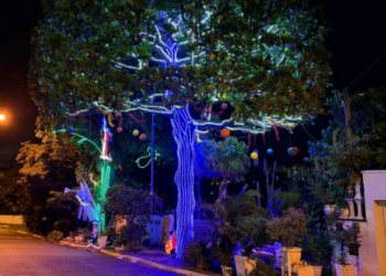 Uma árvore que virou símbolo de Natal no Jardim São Fernando – por Kátia Camargo