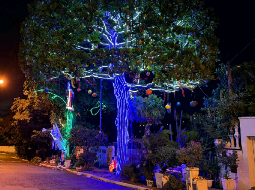 Uma árvore que virou símbolo de Natal no Jardim São Fernando – por Kátia Camargo