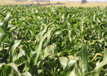 Governo paulista anuncia pacote de R$ 340 mi para o agronegócio e premia municípios