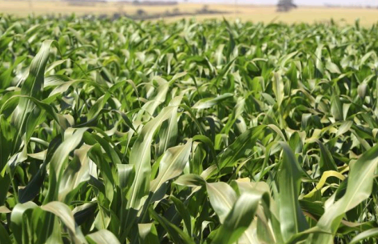 Governo paulista anuncia pacote de R$ 340 mi para o agronegócio e premia municípios