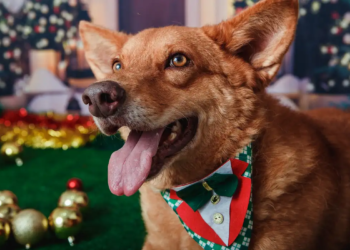 Animais domésticos terão direito a RG com cadastro único