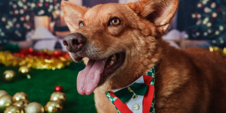 Animais domésticos terão direito a RG com cadastro único