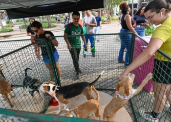 Unimart recebe neste sábado última feira de adoção de animais do ano da Prefeitura