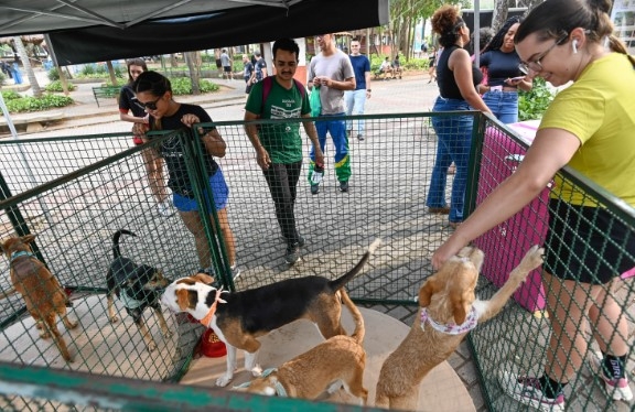 Unimart recebe neste sábado última feira de adoção de animais do ano da Prefeitura