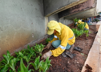 Arquitetura hostil: Prefeitura troca pedras sob o viaduto Laurão por plantas