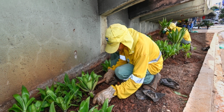 Arquitetura hostil: Prefeitura troca pedras sob o viaduto Laurão por plantas