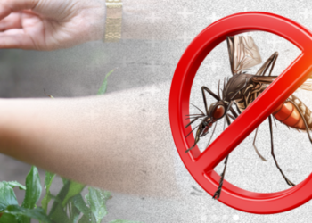 Amparo abre canal de denúncia para notificar criadouros do mosquito da dengue