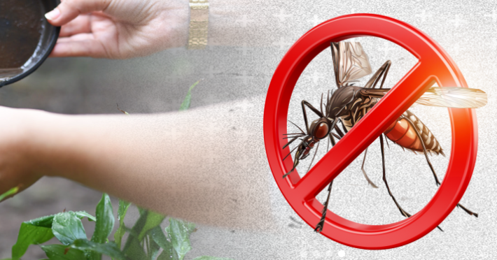 Amparo abre canal de denúncia para notificar criadouros do mosquito da dengue