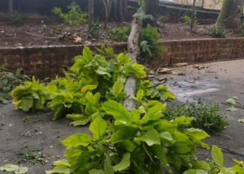 Chuva forte em Campinas provoca transtornos; Prefeitura fecha Bosque dos Jequitibás