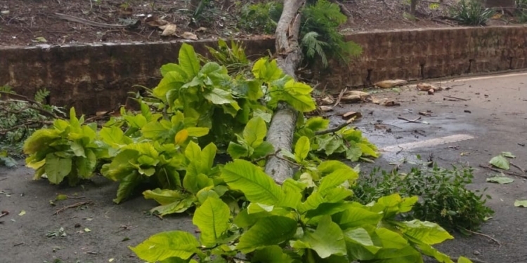 Chuva forte em Campinas provoca transtornos; Prefeitura fecha Bosque dos Jequitibás