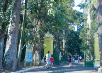 Limpeza pós-chuva: Bosque dos Jequitibás abrirá a partir das 12h nesta sexta-feira