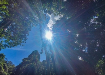 Trégua das chuvas faz campineiro aproveitar domingo de sol no Bosque; veja fotos