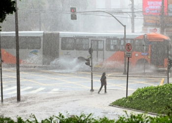 Temporal causa transtornos e derruba árvores no Botafogo e Cambuí