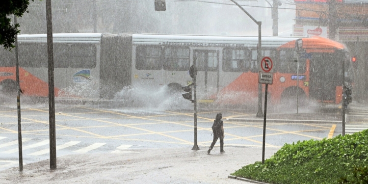Temporal causa transtornos e derruba árvores no Botafogo e Cambuí