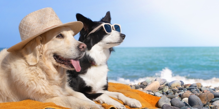 Cuidados com os pets na praia e no campo durante as férias