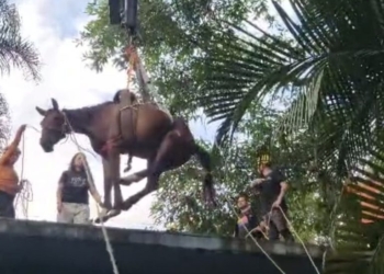 ‘Caramelo de Peruíbe’: Cavalo preso em laje é resgatado
