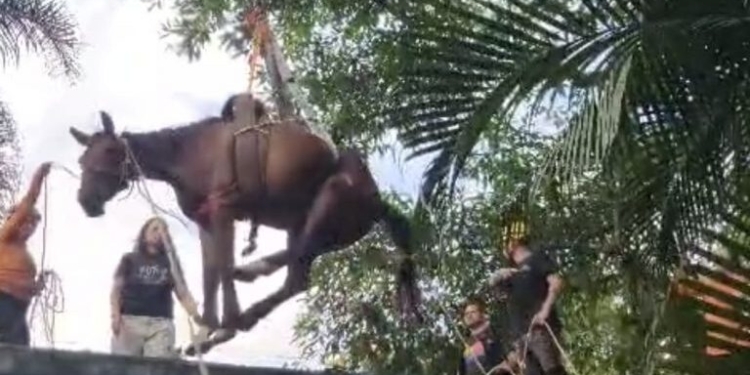 ‘Caramelo de Peruíbe’: Cavalo preso em laje é resgatado