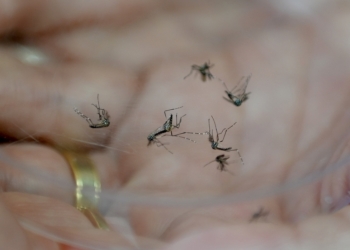 Saúde divulga lista dos dez bairros com alto risco de transmissão de dengue