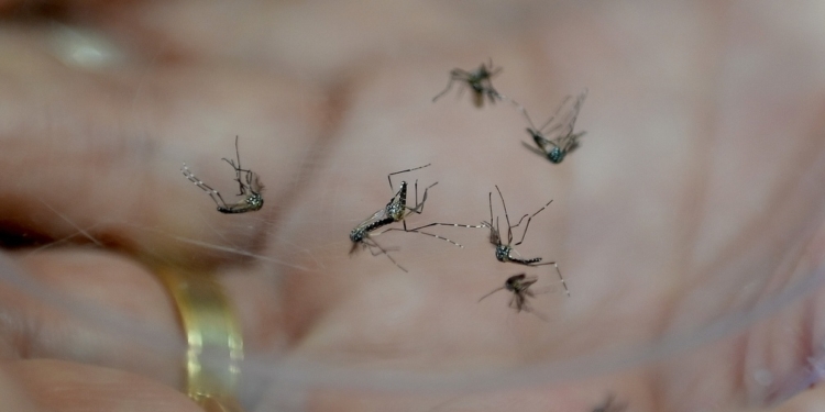 Saúde divulga lista dos dez bairros com alto risco de transmissão de dengue