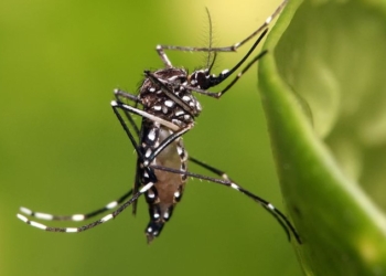 Amparo decreta estado de emergência no combate à dengue