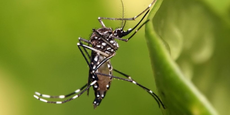 Amparo confirma primeira morte por dengue na região de Campinas em 2025