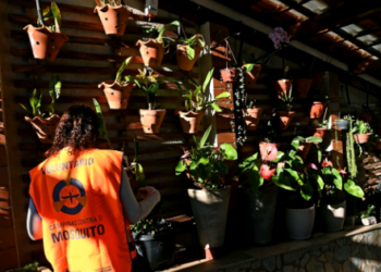 Campinas solta alerta para risco elevado de dengue em 14 bairros; veja quais