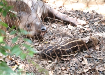 Filhote de anta nasce no Parque Ecológico de Americana