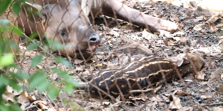 Filhote de anta nasce no Parque Ecológico de Americana