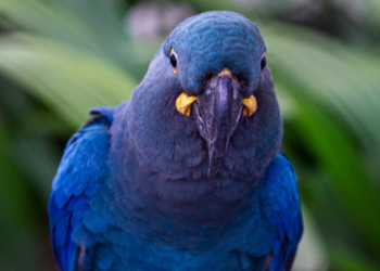 Nasce 1ª arara-azul-de-lear de 2025 na ‘maternidade’ de projeto ambiental