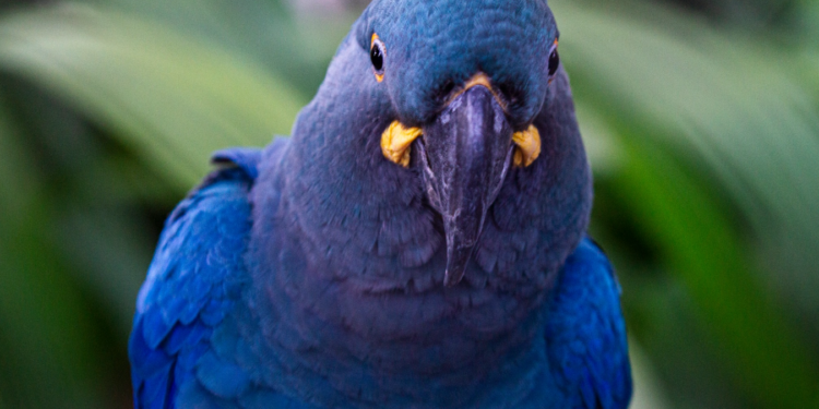 Nasce 1ª arara-azul-de-lear de 2025 na ‘maternidade’ de projeto ambiental