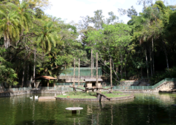 Férias escolares: Bosque Interativo terá nova edição no próximo sábado