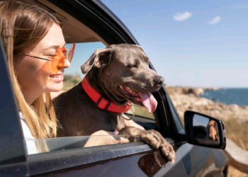 Vai viajar com seu pet? Confira dicas antes de pegar a estrada
