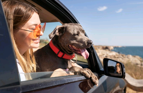 Vai viajar com seu pet? Confira dicas antes de pegar a estrada