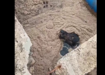 GM de Sumaré salva cão que caiu em estação de tratamento de esgoto