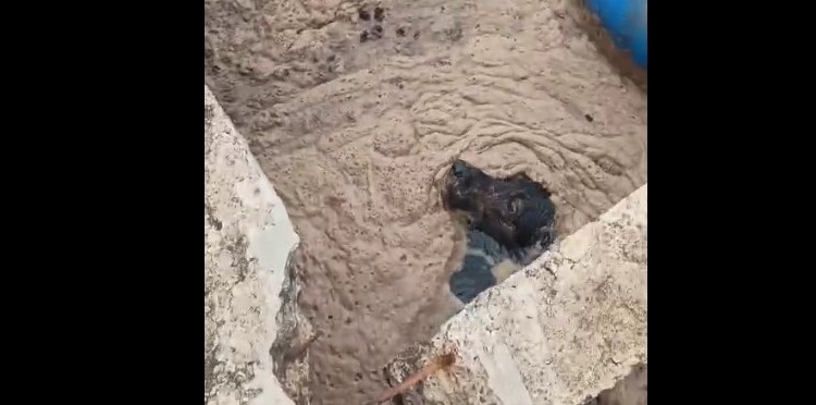 GM de Sumaré salva cão que caiu em estação de tratamento de esgoto