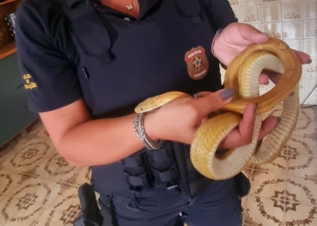 PF faz operação em Campinas para combater comércio ilegal de animais silvestres