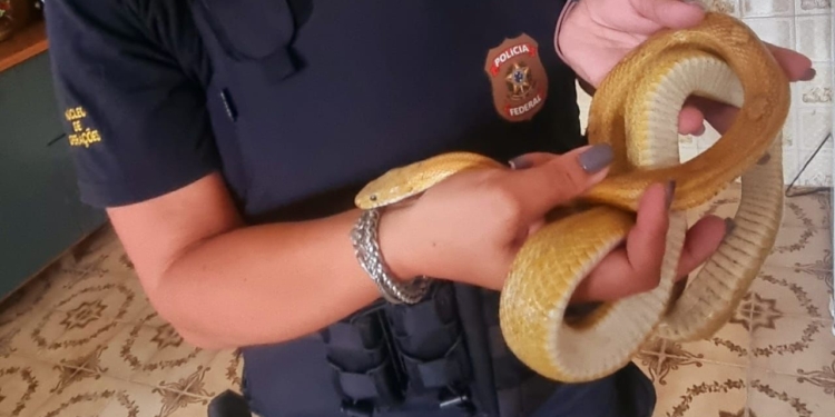 PF faz operação em Campinas para combater comércio ilegal de animais silvestres