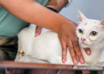 Pet foi picado por um animal peçonhento? Veja dicas do Butantan