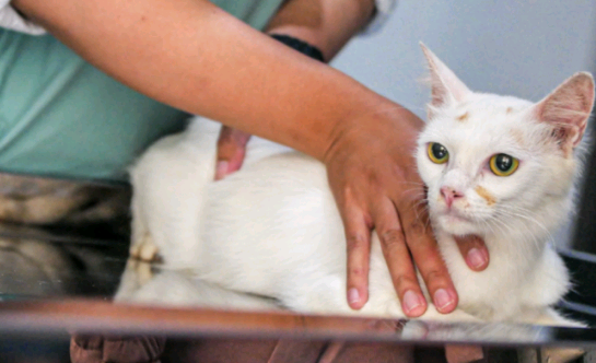 Pet foi picado por um animal peçonhento? Veja dicas do Butantan