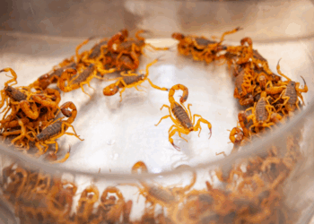 Pet foi picado por um animal peçonhento? Veja dicas do Butantan