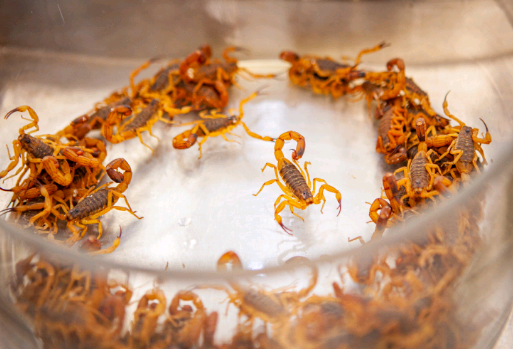 Pet foi picado por um animal peçonhento? Veja dicas do Butantan