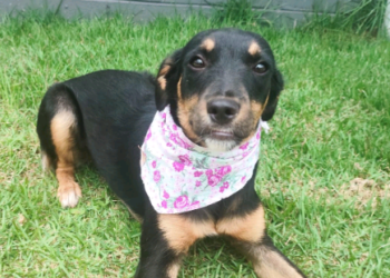 Feira de Adoção de Animais acontece neste domingo na Lagoa do Taquaral