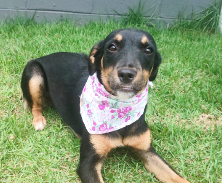 Feira de Adoção de Animais acontece neste domingo na Lagoa do Taquaral